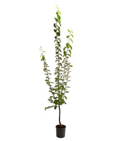 Birnenquitte 10 Birnenquitte -Günstig Gartenbedarf 7612286 PR FS 002 BirnenquitteBusch95LiterDehnerExpressHerzig