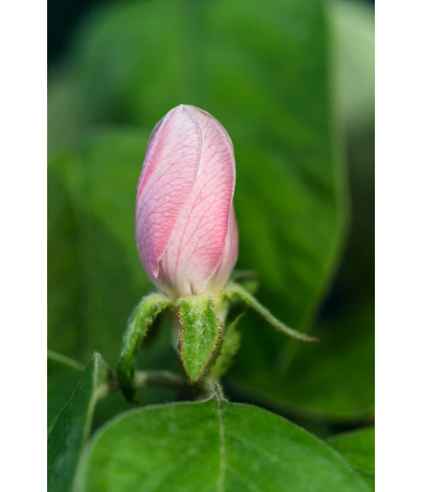 Birnenquitte 8 Birnenquitte - Image 6