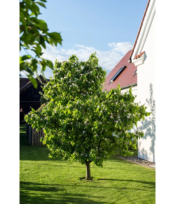 Birnenquitte 9 Birnenquitte - Image 7