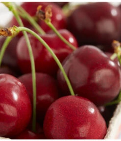 Süßkirschen-Duo 'Kordia/Burlat' -Günstig Gartenbedarf 7620180 PR DE 001 KirscheBurlatDehnerExpressZS