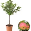 Dehner Zwergapfel 'Croquella' -Günstig Gartenbedarf 7621865 WE FS 001 ZwergapfelCroquella