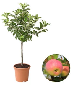 Bestseller 1 Dehner Zwergapfel 'Croquella'