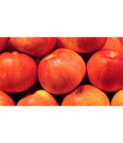 Bestseller -Günstig Gartenbedarf 7621865 WE MO 001 ZergapfelCroquellaPixabay