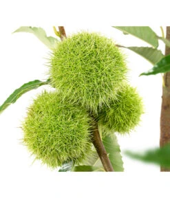 Esskastanie 'Bouche Rouge' -Günstig Gartenbedarf 7621964 WE DE 002 CastaneaSativaBocheRougeEsskastanie