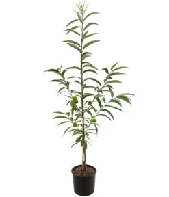 Esskastanie 'Bouche Rouge' -Günstig Gartenbedarf 7621964 WE FS 001 CastaneaSativaBocheRougeEsskastanieDehnerExpressHerzig