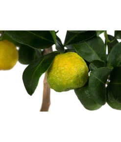 Römische Limette 'Pursha' -Günstig Gartenbedarf 7622780 WE DE 003 CitrusLimettePursha