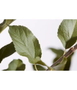 Winterapfel 'Cox Orange' -Günstig Gartenbedarf 7626518 PR DE 001 ApfelCoxOrangeMalusBusch95LiterDehnerExpressZS