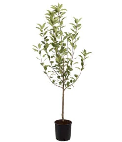 Winterapfel 'Cox Orange' -Günstig Gartenbedarf 7626518 PR FS 001 ApfelCoxOrangeMalusBusch95LiterDehnerExpressZS