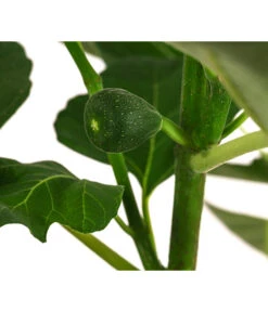 Feige 'Jannot' 9 Feige 'Jannot' -Günstig Gartenbedarf 7642929 WE DE 002 FicusFeigeJannot