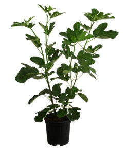 Feige 'Jannot' 7 Feige 'Jannot' -Günstig Gartenbedarf 7642929 WE FS 002 FicusFeigeJannot