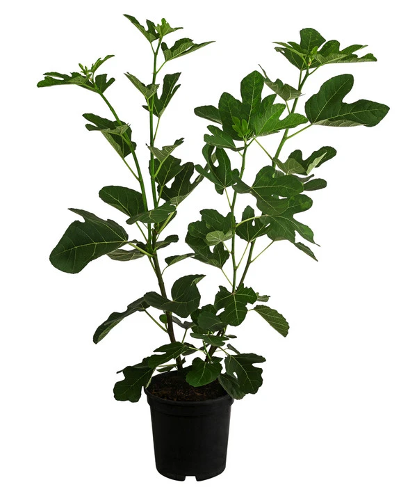 Feige 'Jannot' 4 Feige 'Jannot' - Image 2