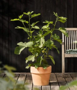 Feige 'Jannot' 8 Feige 'Jannot' -Günstig Gartenbedarf 7642929 WE MO 001 FicusFeigeJannotDehnerObstkonzept
