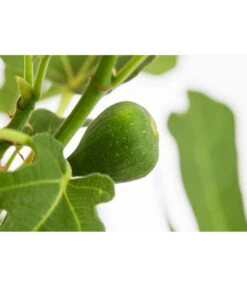 Feige 'Brown Turkey' -Günstig Gartenbedarf 7642937 PR DE 001 FicusCaricaFeigeBrownTurkey7 5LDehnerExpressZS 1