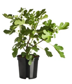 Feige 'Brown Turkey' -Günstig Gartenbedarf 7642937 PR FS 001 FicusCaricaFeigeBrownTurkey7 5LDehnerExpressZS