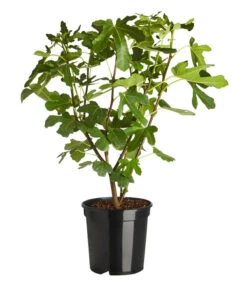 Feige 'Rouge De Bordeaux' -Günstig Gartenbedarf 7642945 PR FS 001 FicusRougedeBordeaux7 5LDehnerExpressZS