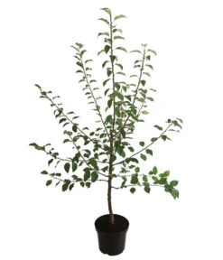 Winterapfel 'Florina' -Günstig Gartenbedarf 7644636 WE FS 001 ApfelbaumMalusApfelFlorina