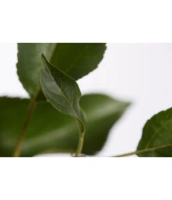 Herbstapfel 'Gala' -Günstig Gartenbedarf 7645880 PR DE 001 ApfelGalaBuschMalus95LiterDehnerExpressZS