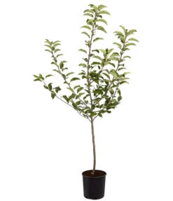 Herbstapfel 'Gala' -Günstig Gartenbedarf 7645880 PR FS 001 ApfelGalaBuschMalus95LiterDehnerExpressZS