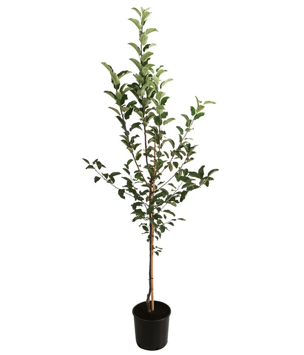 Apfel-Duo 'Gala'/'Elstar' 4 Apfel-Duo 'Gala'/'Elstar' - Image 2