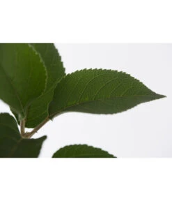 Winterapfel 'Goldparmäne' -Günstig Gartenbedarf 7654999 PR DE 001 ApfelGoldparmaeneMalusBusch95LiteDehnerExpressZS