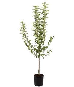 Winterapfel 'Goldparmäne' -Günstig Gartenbedarf 7654999 PR FS 001 ApfelGoldparmaeneMalusBusch95LiteDehnerExpressZS