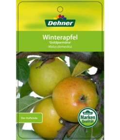Winterapfel 'Goldparmäne' -Günstig Gartenbedarf 7654999 WinterapfelGoldparmaere Etikett 1
