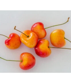 Kirschen-Duo 'Regina/Napoleon' -Günstig Gartenbedarf 7657570 WE MO 001 SuesskirscheGrossePrinzessinPixabay