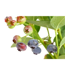 Dehner Gourmet Garten Heidelbeere 'Spartan' -Günstig Gartenbedarf 7665508 PR DE 002 GourmetGartenHeidelbeereSpartan3LiterDehnerExpressHerzig