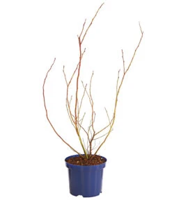 Dehner Gourmet Garten Heidelbeere 'Spartan' -Günstig Gartenbedarf 7665508 WE FS 001 GGHeidelbeereSparten3L