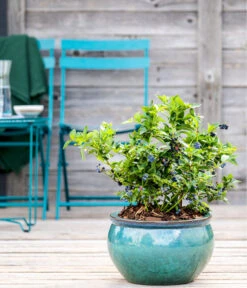 Dehner Gourmet Garten Heidelbeere 'Spartan' -Günstig Gartenbedarf 7665508 WE MO HeidelbeereSpartan