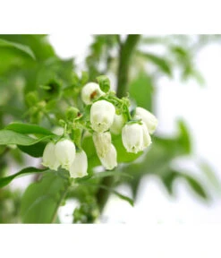 Heidelbeer-Drilling -Günstig Gartenbedarf 7665631 WE DE 001 VacciniumHeidelbeerDrilling10L