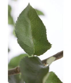 Winterapfel 'Jonagold' 11 Winterapfel 'Jonagold' -Günstig Gartenbedarf 7691645 PR DE 001 ApfelJonagoldMalusBusch95LiterDehnerExpressZS