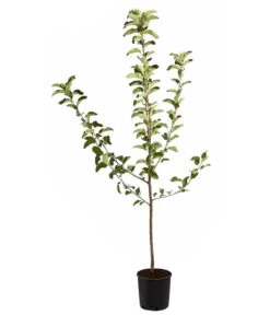 Winterapfel 'Jonagold' 10 Winterapfel 'Jonagold' -Günstig Gartenbedarf 7691645 PR FS 001 ApfelJonagoldMalusBusch95LiterDehnerExpressZS