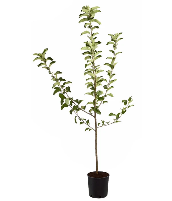 Winterapfel 'Jonagold' 5 Winterapfel 'Jonagold' - Image 3