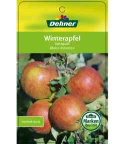 Winterapfel 'Jonagold' 12 Winterapfel 'Jonagold' -Günstig Gartenbedarf 7691645 WinterapfelJonagold Etikett 1