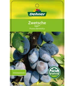 Zwetschge 'Jojo' -Günstig Gartenbedarf 7692635 ZwetscheJojo Etikett 1