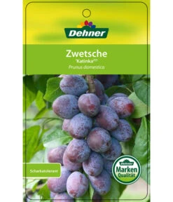 Zwetschge 'Katinka' -Günstig Gartenbedarf 7693252 ZwetscheKatinka Etikett 1