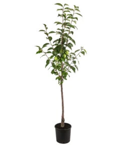 Kaki 'Ragno' 6 Kaki 'Ragno' -Günstig Gartenbedarf 7693385 WE FS 001 DiospyrosKakiRagno