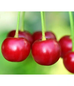 Säulenkirsche 'Victoria' -Günstig Gartenbedarf 7697170 PR DE 001 PrunusSaeulenkirscheVictoriaPixabay