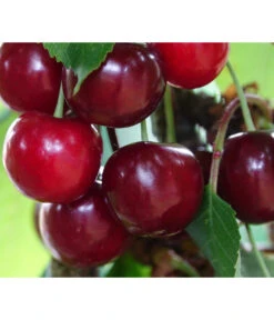 Säulenkirsche 'Claudia' -Günstig Gartenbedarf 7697188 PR DE 001 PrunusSaeulenkirscheClaudiaPixabay