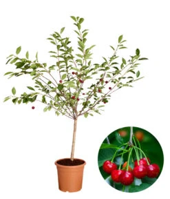 Bestseller 15 Zwergsauerkirsche 'Griotella'