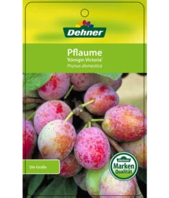 Dehner Pflaume 'Königin Viktoria' -Günstig Gartenbedarf 7702558 PflaumeKoeniginVictoria Etikett 1