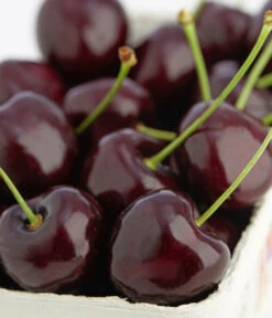 Süßkirschen-Duo 'Kordia/Burlat' -Günstig Gartenbedarf 7703143 PR DE 001 KirscheKordiaDehnerExpressZS