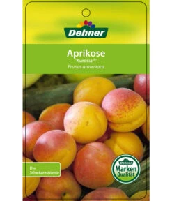 Aprikose 'Kuresia' -Günstig Gartenbedarf 7704158 AprikoseKuresia Etikett 1