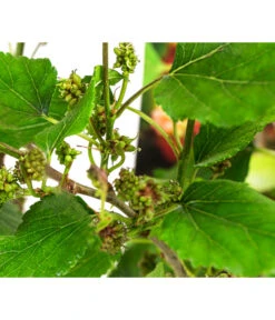 Maulbeere 'Mojo Berry' 7 Maulbeere 'Mojo Berry' -Günstig Gartenbedarf 7714579 WE DE 011 MorusMojoBerrieMaulbeereT13