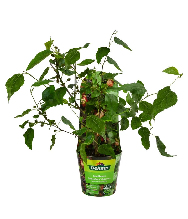 Maulbeere 'Mojo Berry' 4 Maulbeere 'Mojo Berry' - Image 2