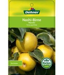 Nashi-Birne 'Nijiseiki' 10 Nashi-Birne 'Nijiseiki' -Günstig Gartenbedarf 7719826 Nashi BirneNijiseiki Etikett 1