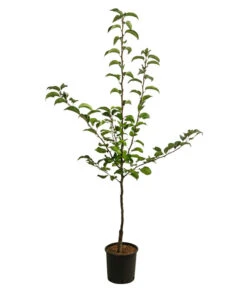 Nashi-Birne 'Nijiseiki' 8 Nashi-Birne 'Nijiseiki' -Günstig Gartenbedarf 7719826 WE FS 001 NashiNijiseikiDehnerExpressHerzig