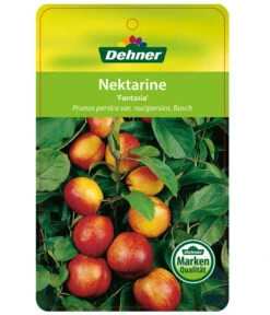 Nektarine 'Fantasia' 10 Nektarine 'Fantasia' -Günstig Gartenbedarf 7720170 NektarineFantasia Etikett 1