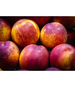 Nektarine 'Fantasia' 9 Nektarine 'Fantasia' -Günstig Gartenbedarf 7720170 WE MO 002 NektarineFantasiaPixabay